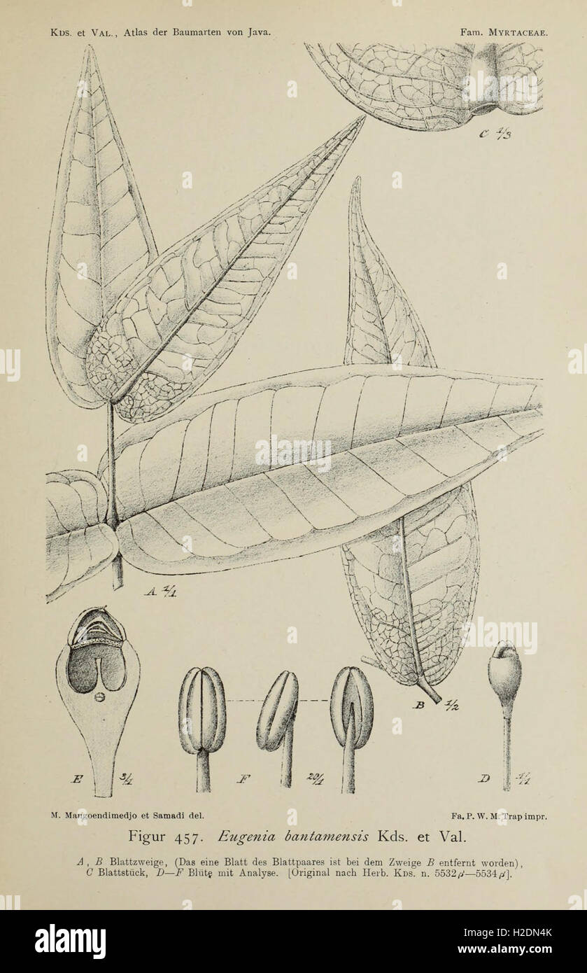 This atlas provides detailed illustrations and descriptions of tree ...