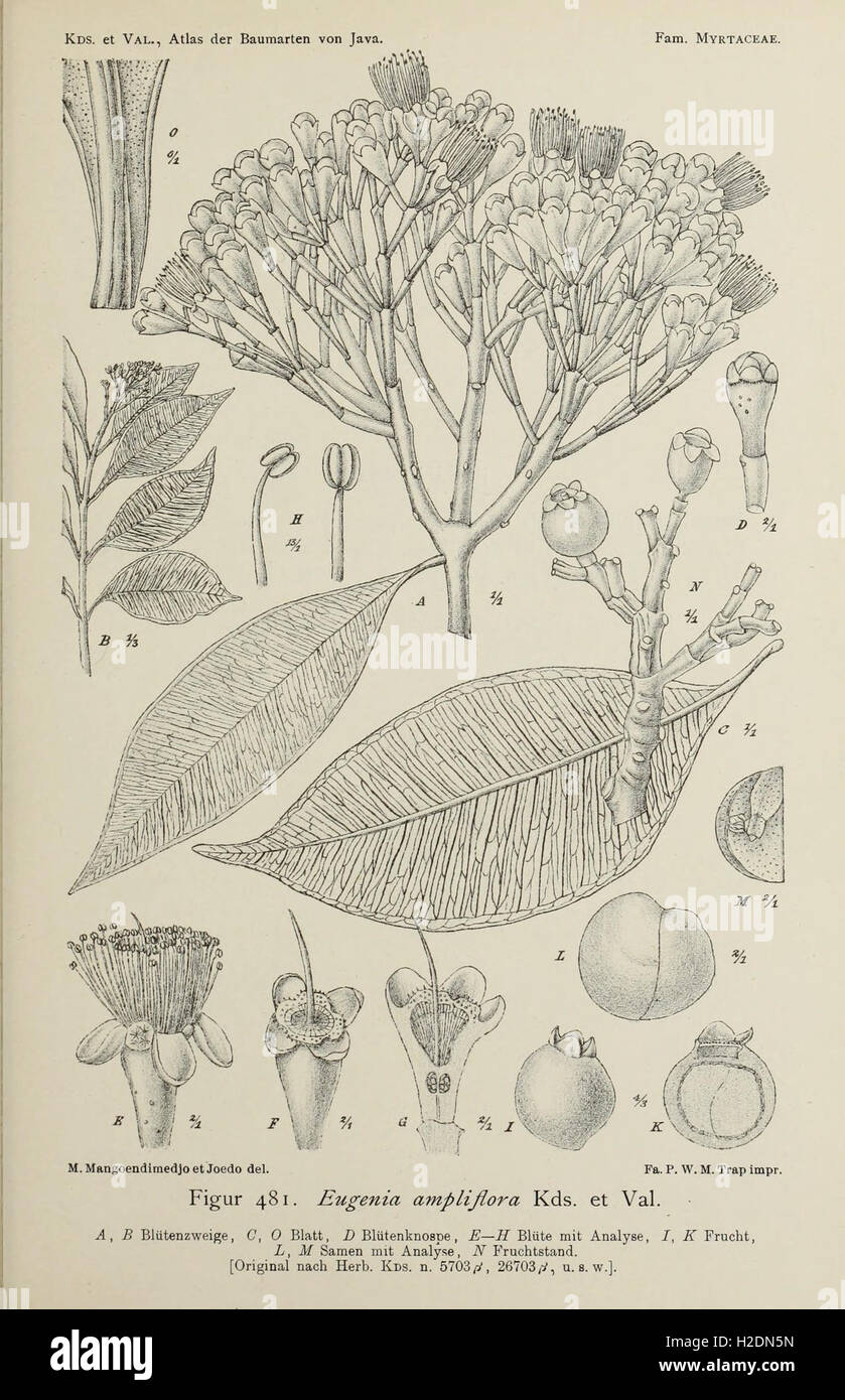 This atlas features illustrations and descriptions of tree species ...