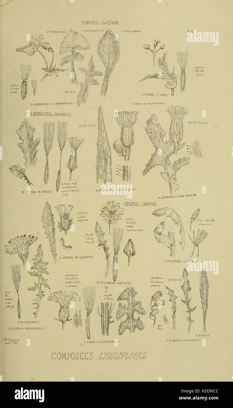 An atlas detailing the specific characteristics of plants from the ...