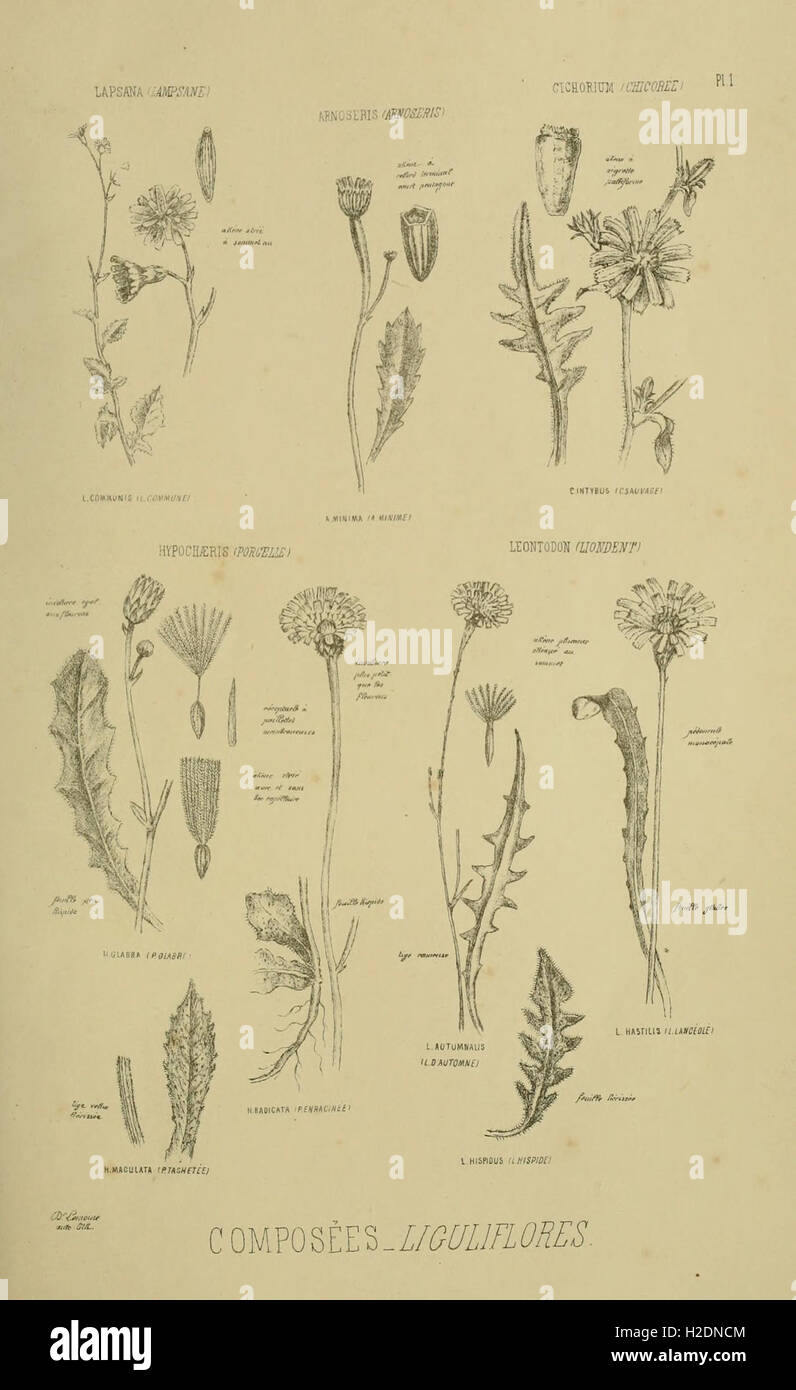 Specific plant structures hi-res stock photography and images - Alamy