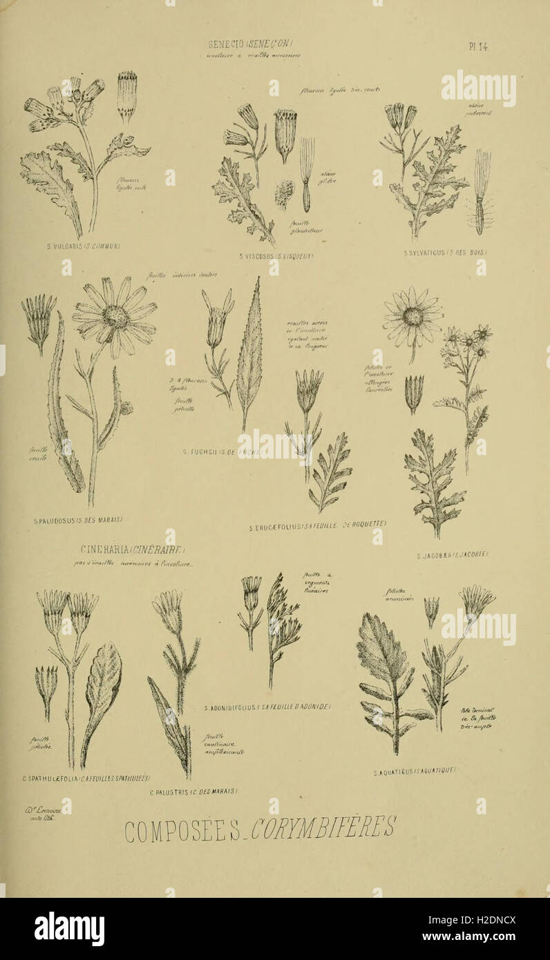 Atlas des caractères spécifiques des plantes de la flore parisienne and de la flore rémoise