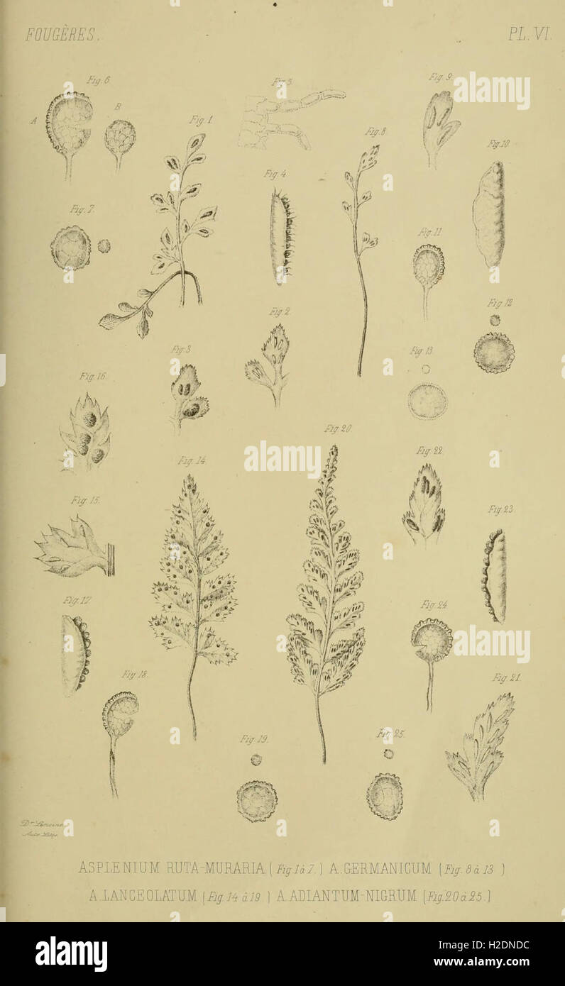A botanical atlas focusing on the specific characteristics of plants in ...