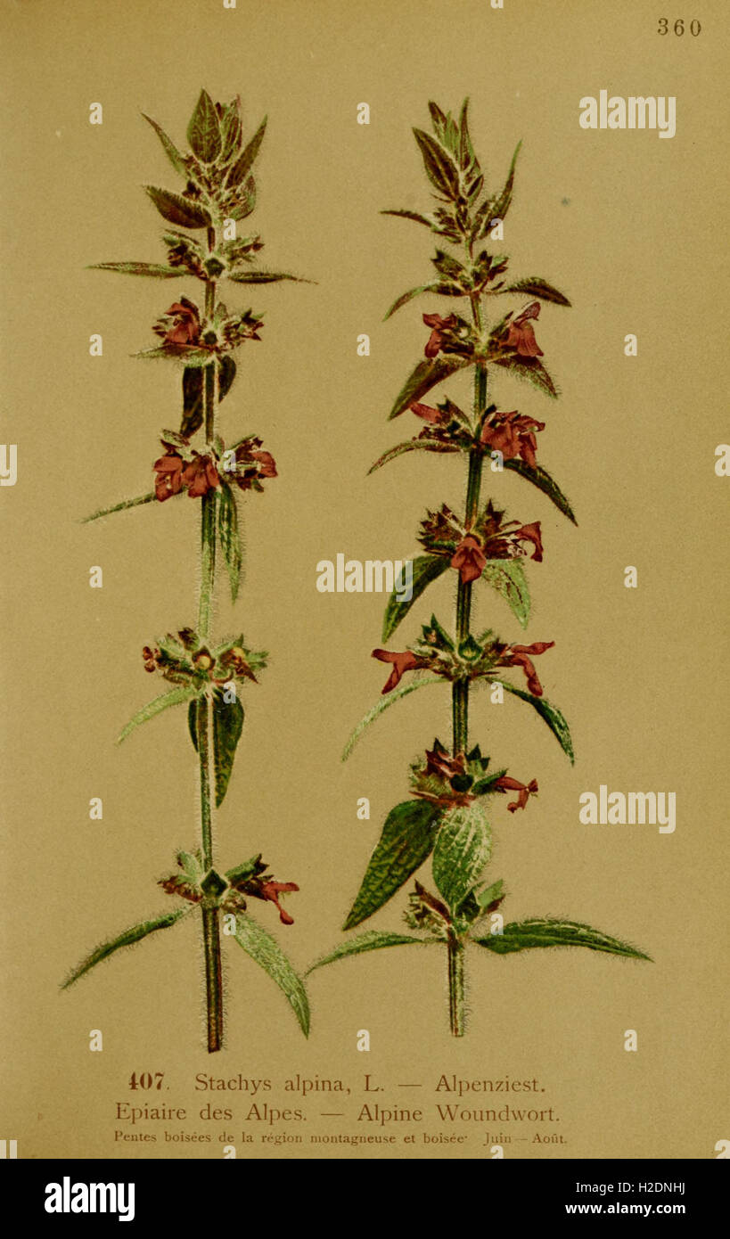 Atlas de la flora alpine (Page 13) Stock Photo