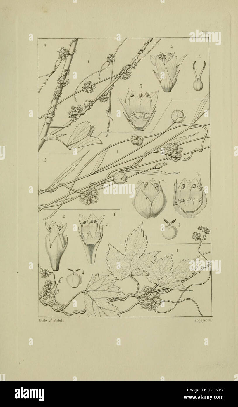 This atlas provides detailed illustrations and descriptions of plant ...