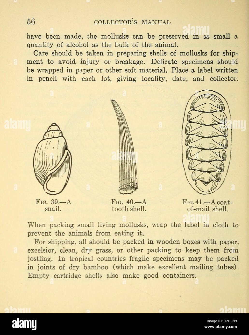 A field collector's manual in natural history (Page 56 Stock Photo Alamy