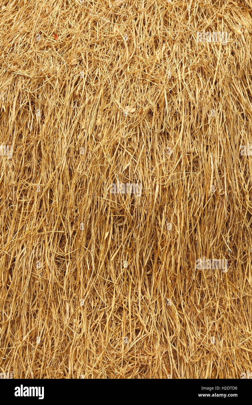 Brown Straw Reed Straw reed hi-res stock photography and images - Alamy