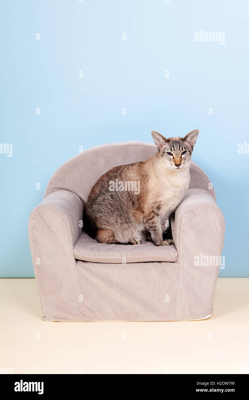 Siamese cat in chair Stock Photo