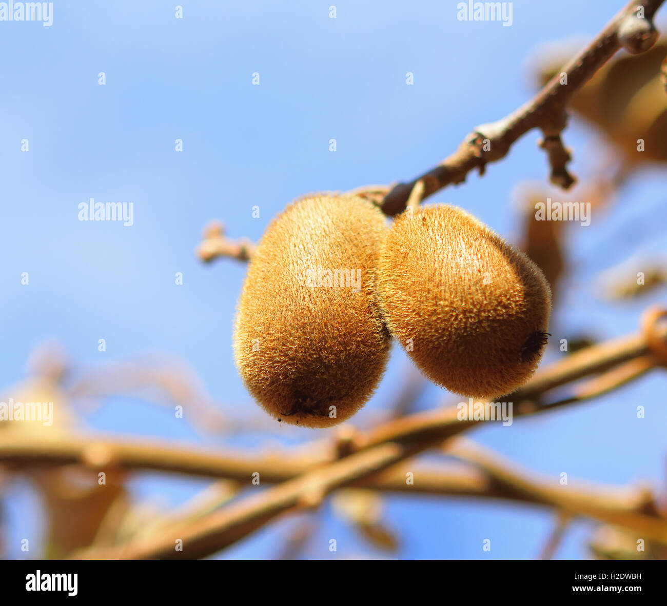 Kiwi growth hi-res stock photography and images - Alamy