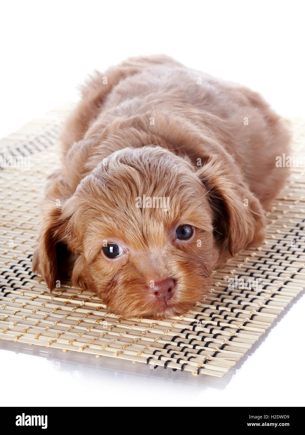 Puppy on a rug Stock Photo - Alamy