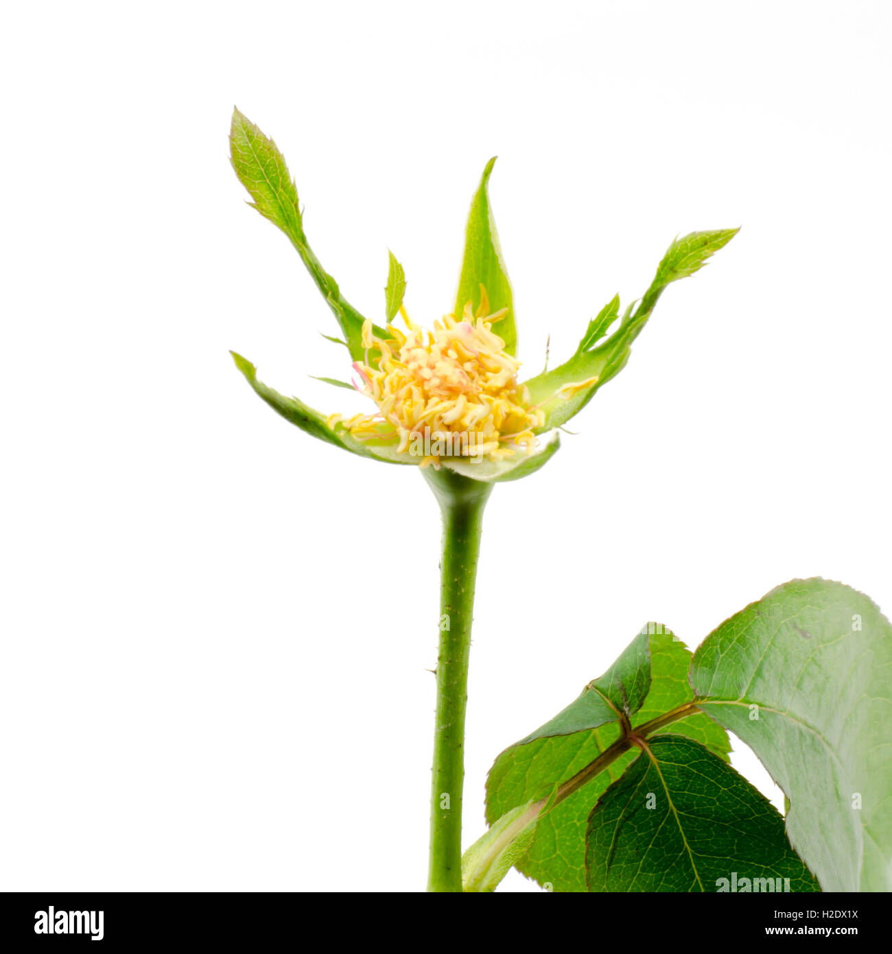 rose flower isolated on white Stock Photo - Alamy