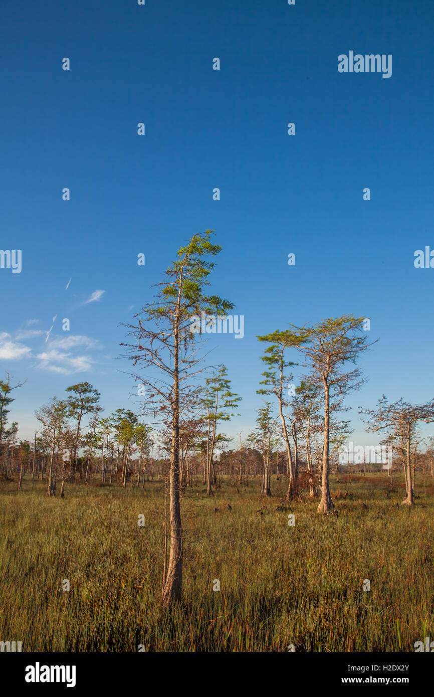 Cypress trees in Everglades National Park with blue skies and sawgrass wetlands and swamplands in the swamp Stock Photo