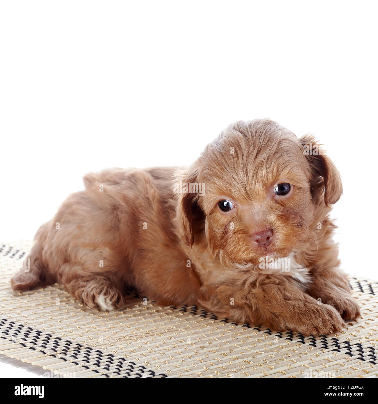 Puppy on a rug Stock Photo Alamy