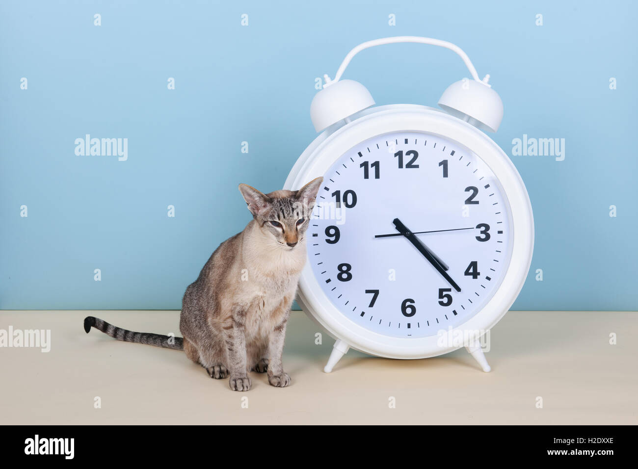 Siamese cat next to alarm clock Stock Photo Alamy