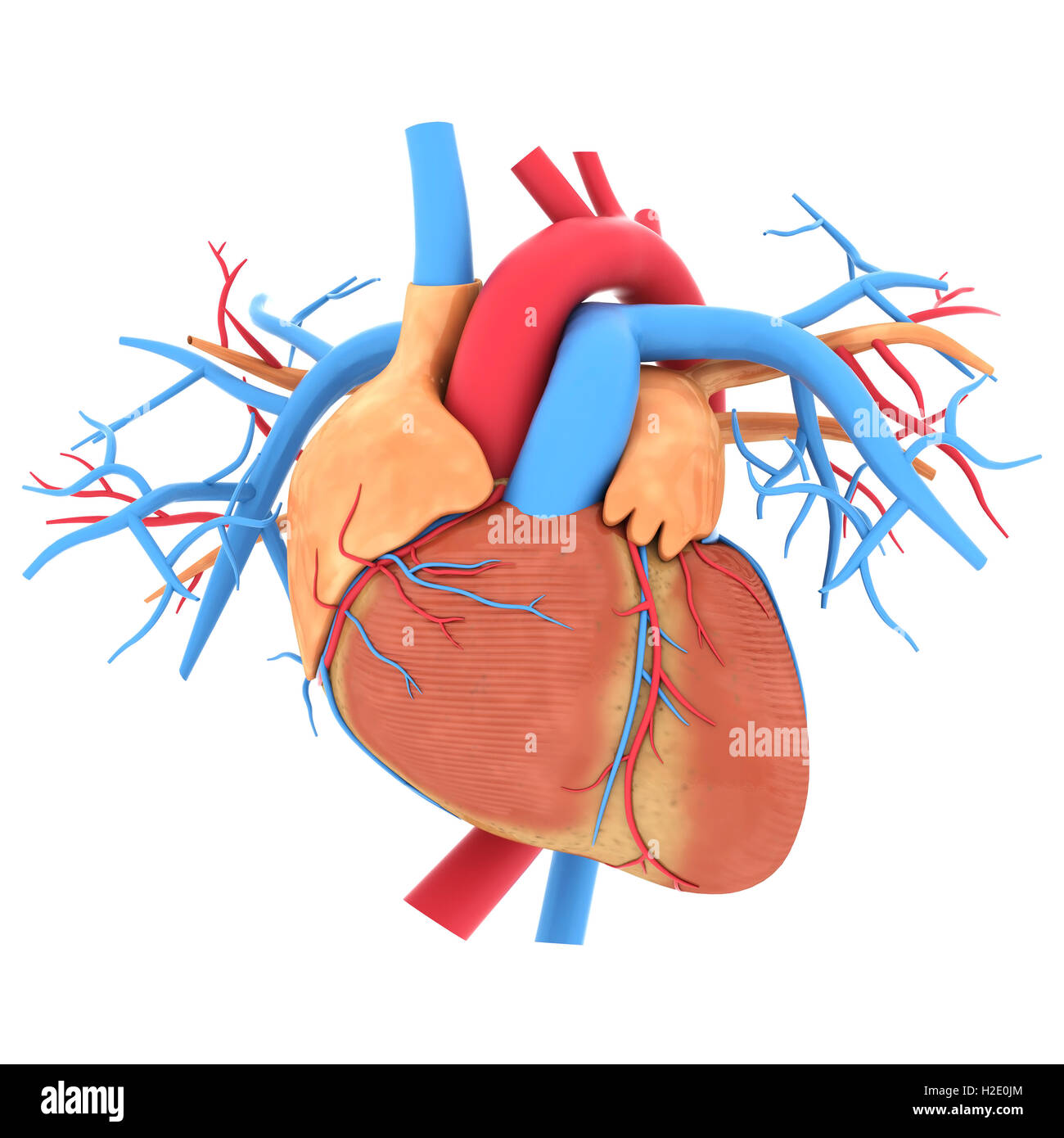 model of heart Stock Photo