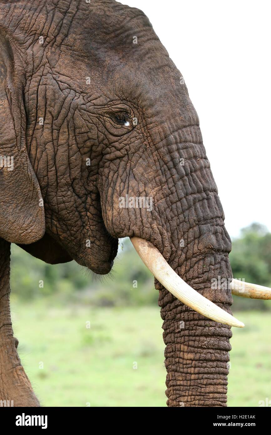 African Elephant Profile Stock Photo - Alamy