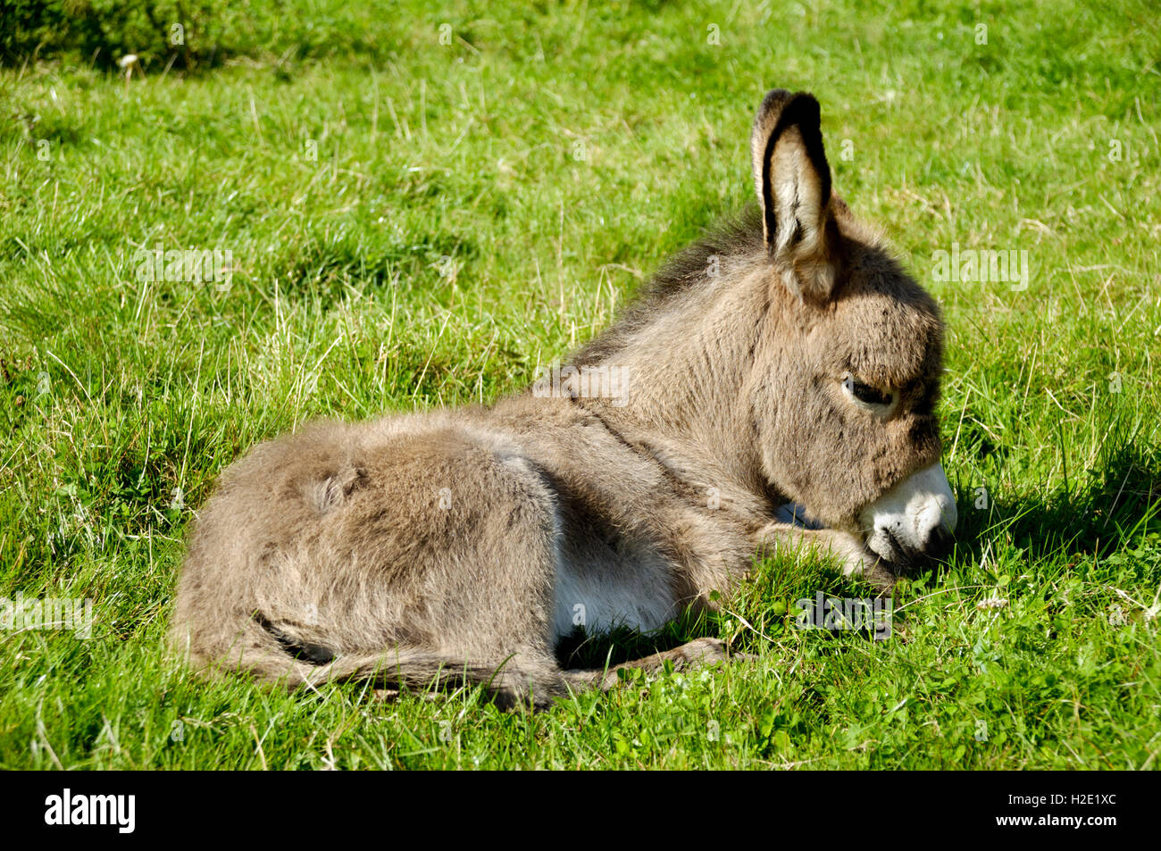 Young donkey eating grass Stock Photo Alamy