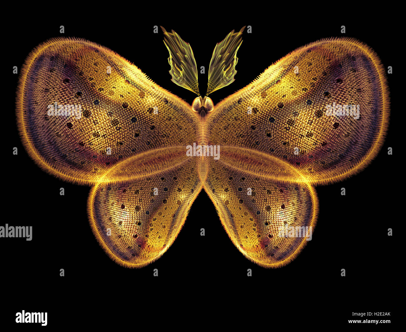 In Search of Butterfly Stock Photo - Alamy