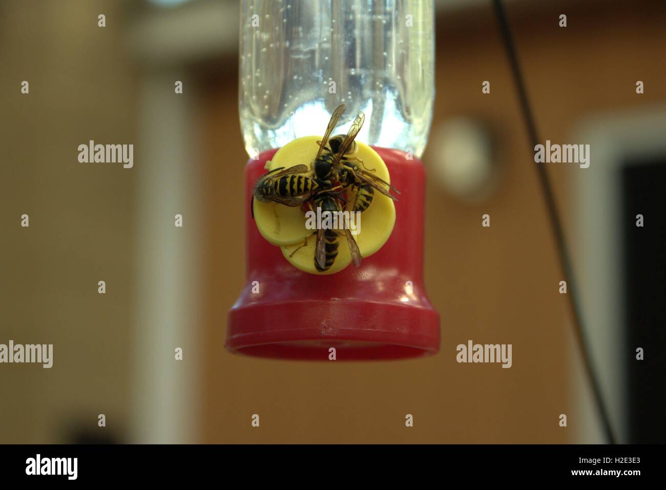 Yellow jackets hires stock photography and images Alamy