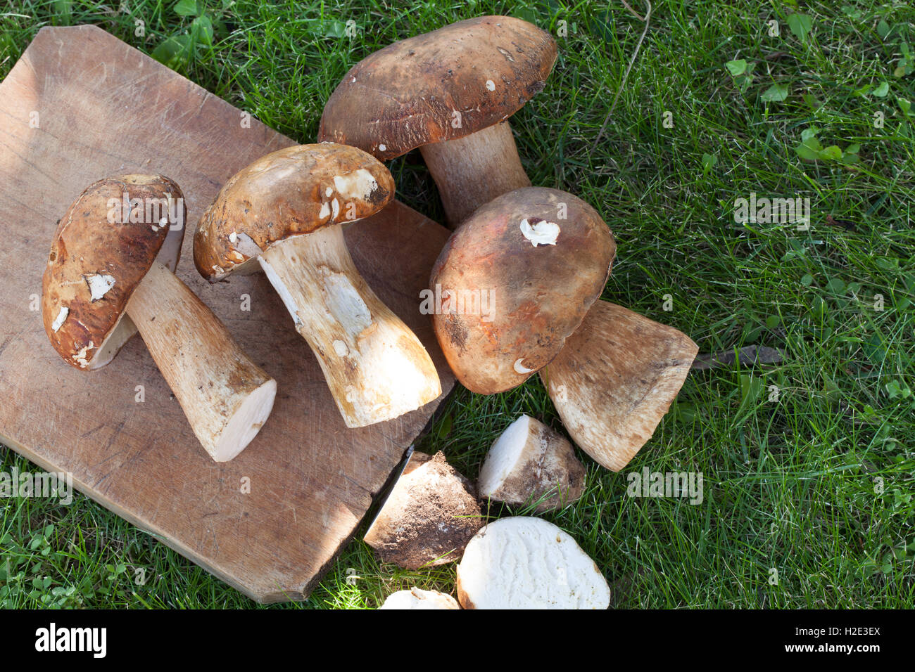 Fresh Porcini In The Grass Stock Photo Alamy