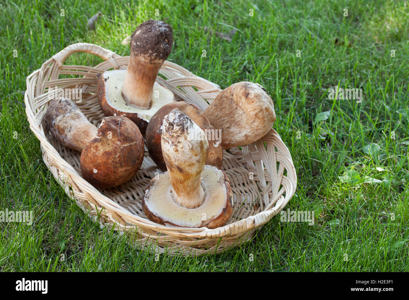 Basket With Fresh Porcini Stock Photo Alamy