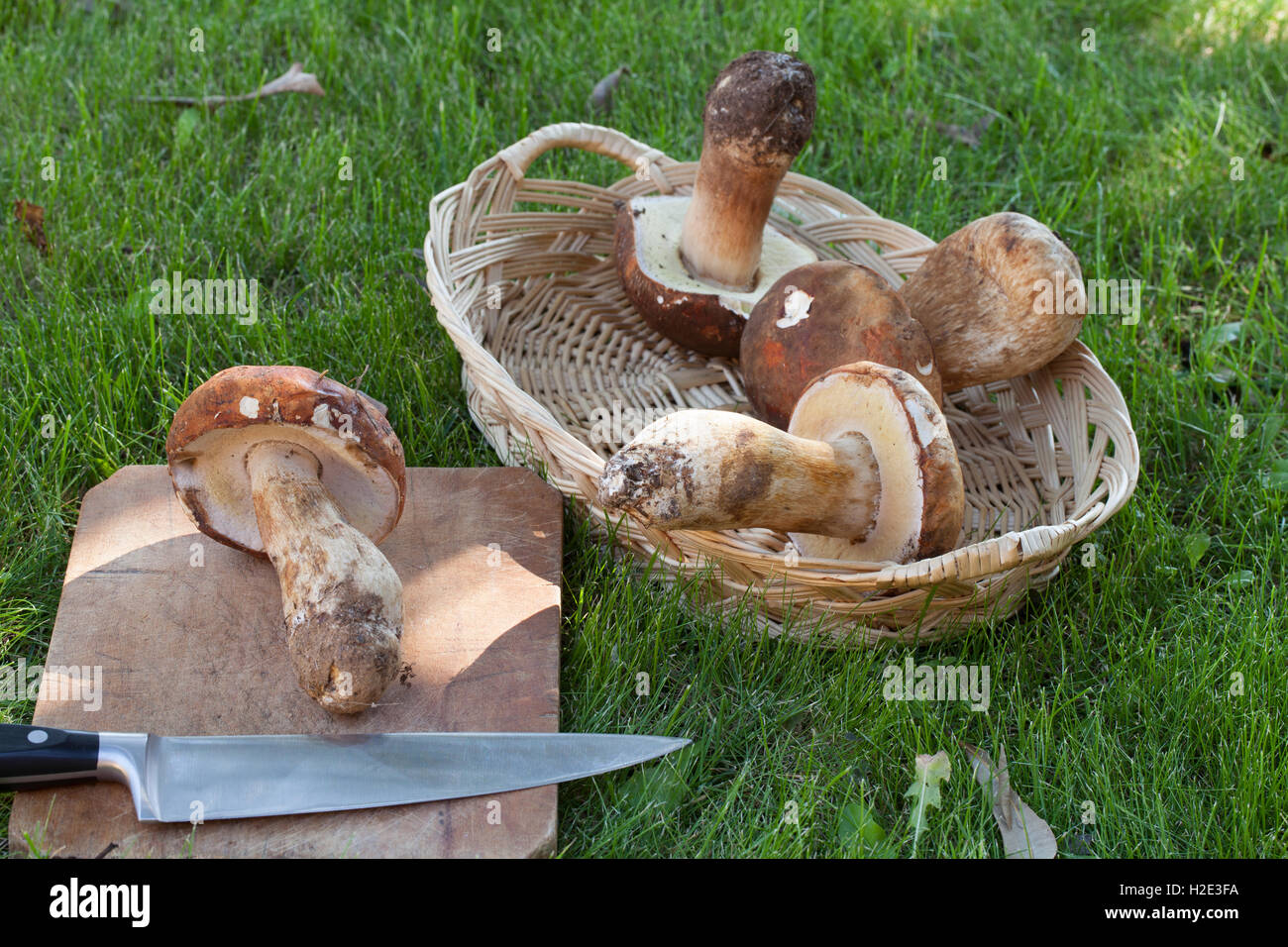 Cleaning Porcini Mushrooms Stock Photo Alamy