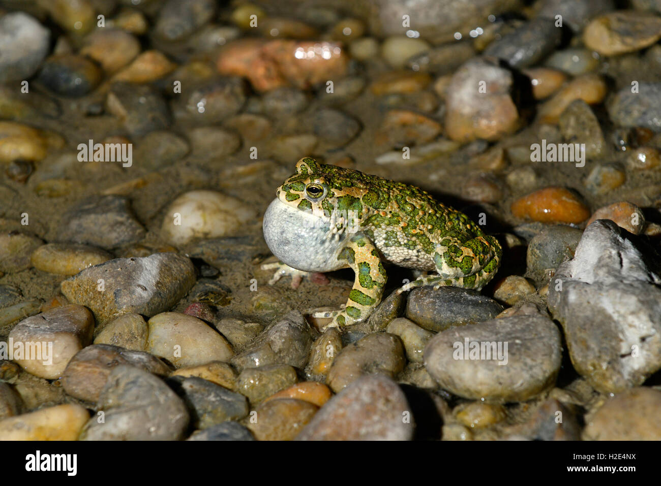 European Green Toad (Bufo viridis), male calling while sitting in shallow water. Germany Stock Photo