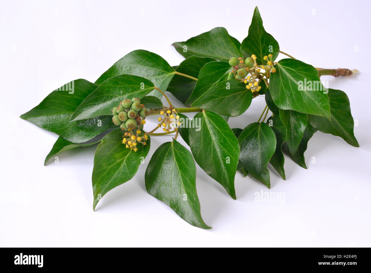 Common Ivy (Hedera helix). Flowering shoot with unripe fruit. Studio picture against a white background Stock Photo