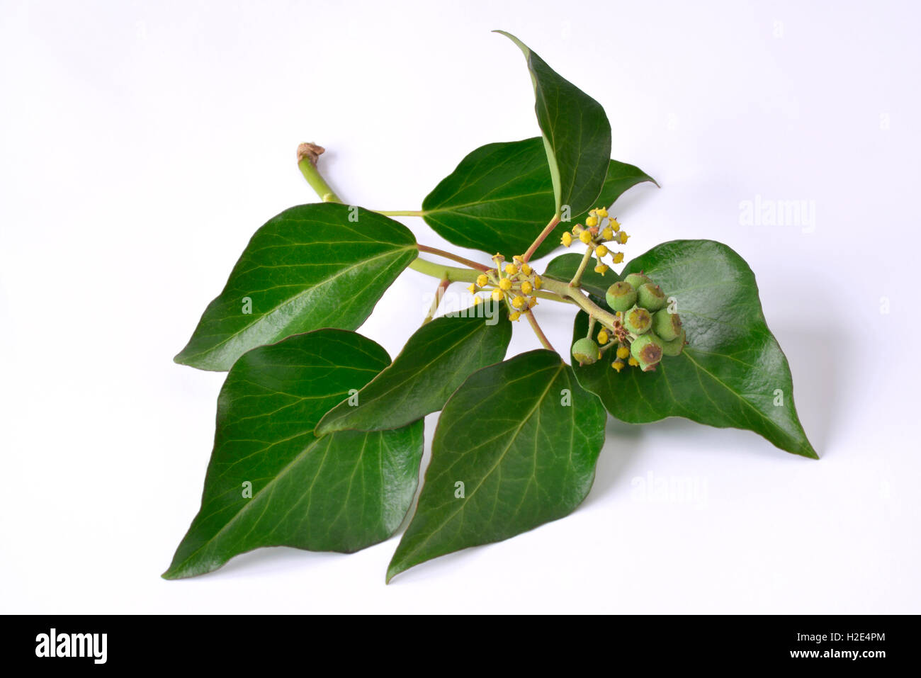 Common Ivy (Hedera helix). Flowering shoot with unripe fruit. Studio picture against a white background Stock Photo