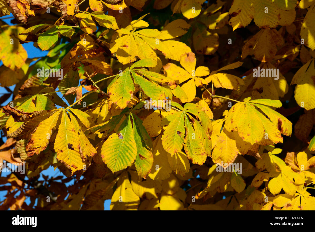 Horse Chestnut Aesculus Hippocastanum Autumn Leaves Germany Stock horse-chestnut-aesculus-hippocastanum-autumn-leaves-germany-stock