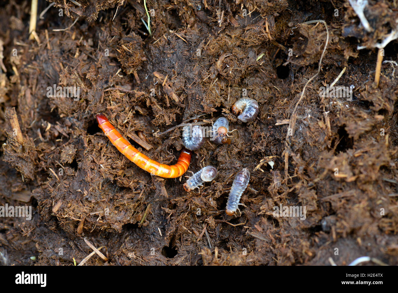 Lined Click Beetle (Agriotes lineatus). Larva in a cowpat next to