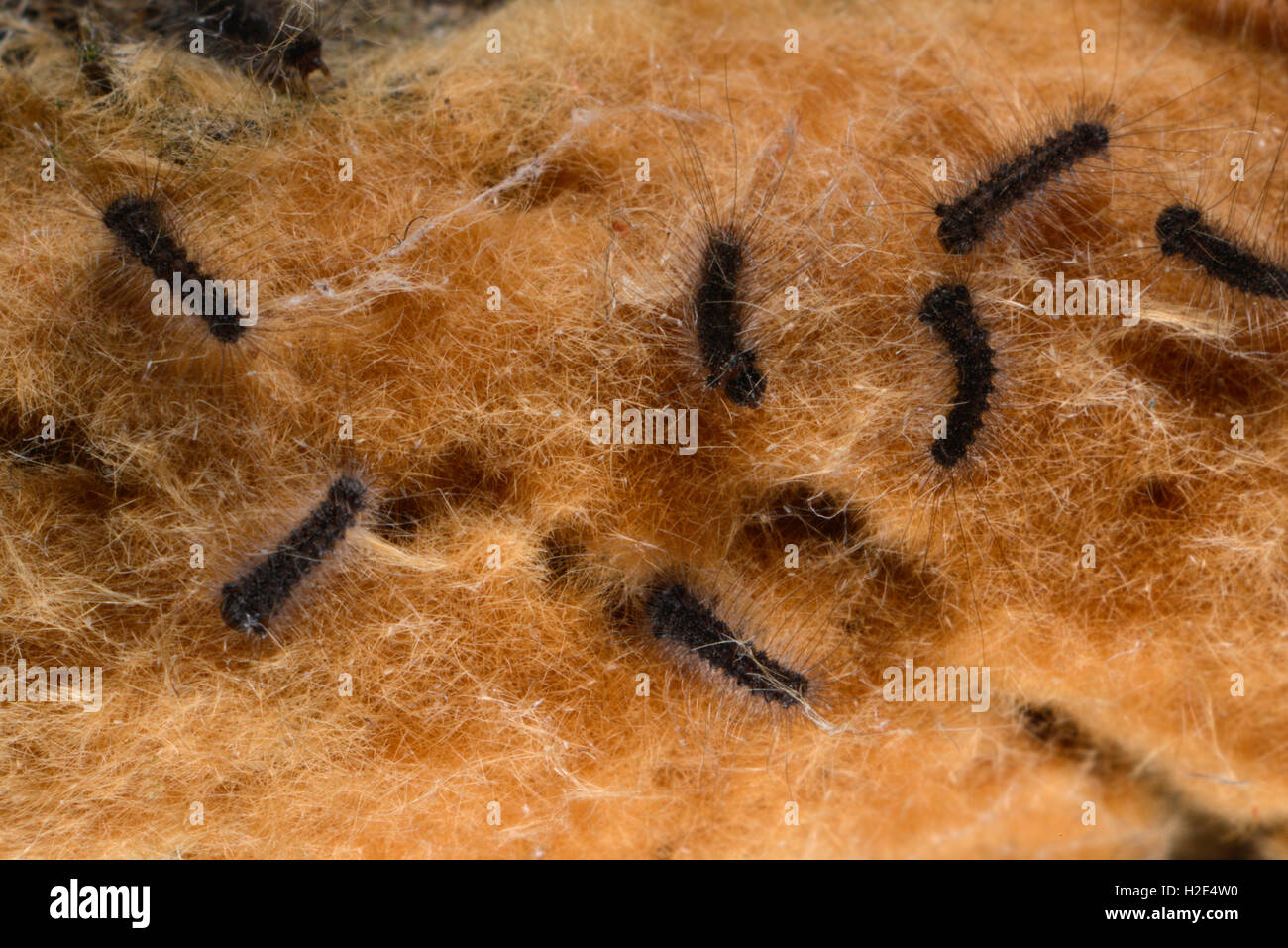 Gypsy Moth (Lymantria dispar). Hatching caterpillars in wooly nest