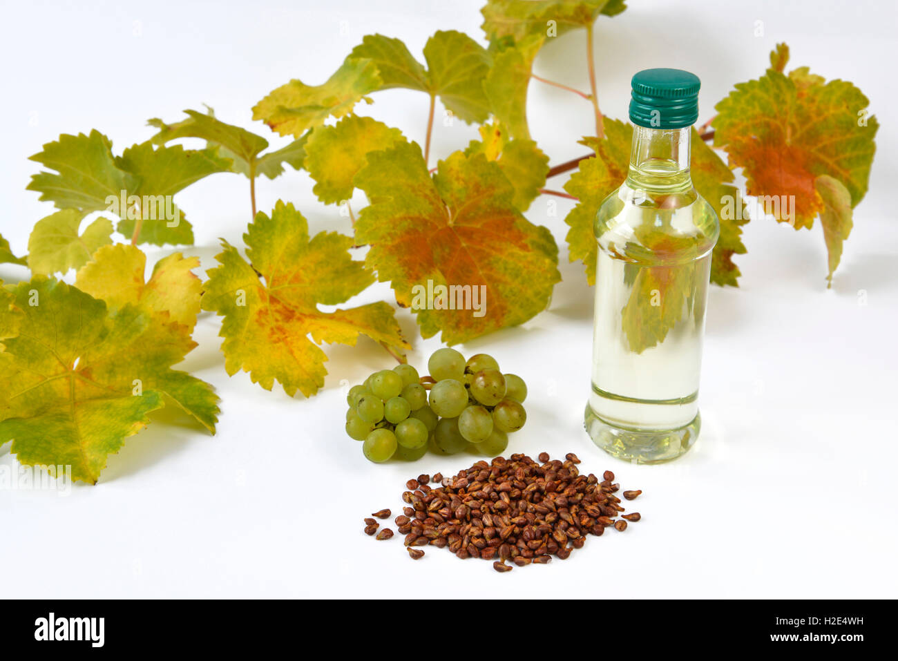 Grape Vine (Vitis vinifera). Leaves, grapes, seeds and a bottle with