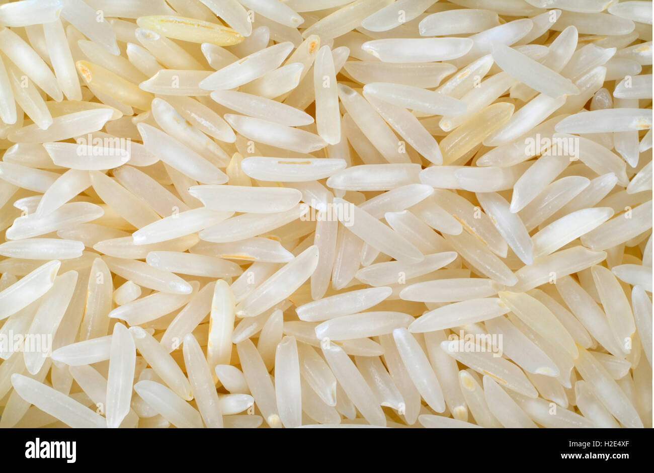 Basmati Rice (Oryza sativa), grains seen from above. Germany Stock