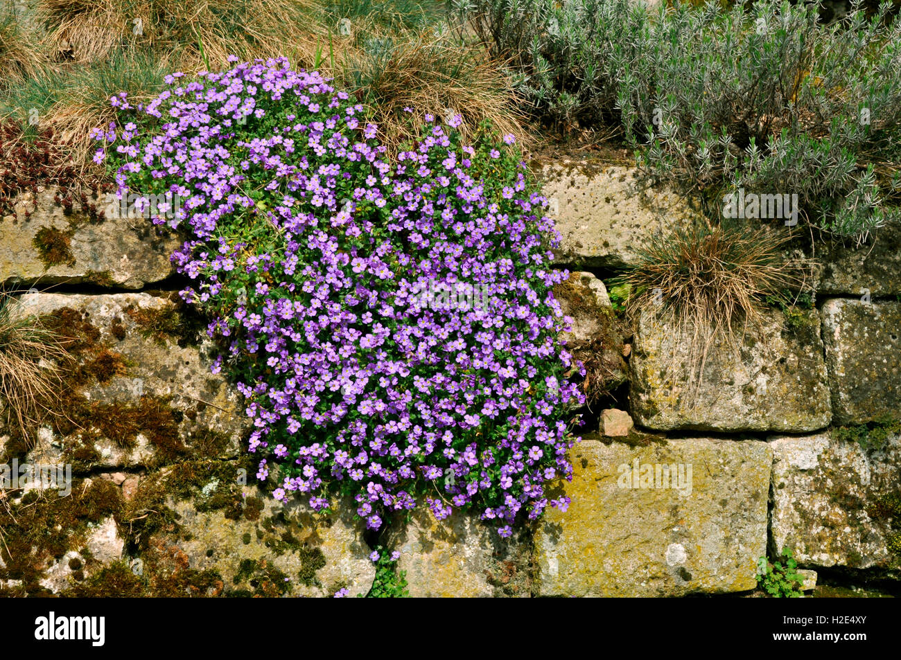 Aubrieta (Aubrieta x cultorum), flowering plant in a stone wall. Germany Stock Photo
