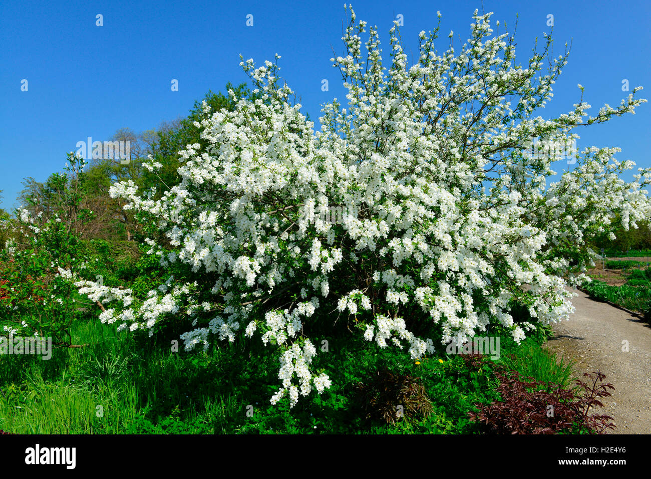 Pearlbush (Exochorda giraldii var. wilsonii), flowering bush Stock Photo