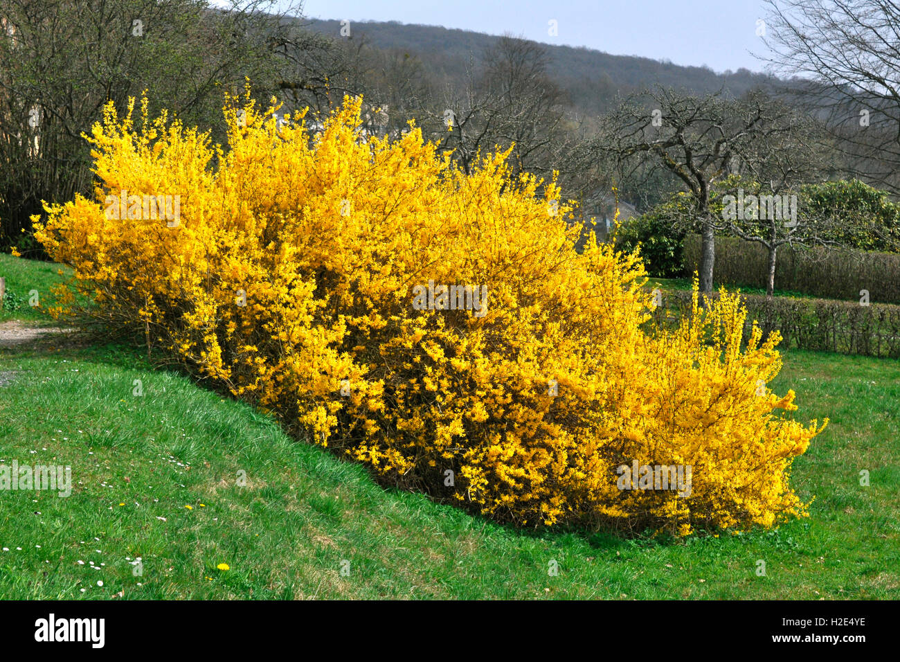 Forsythia Forsythia X Intermedia