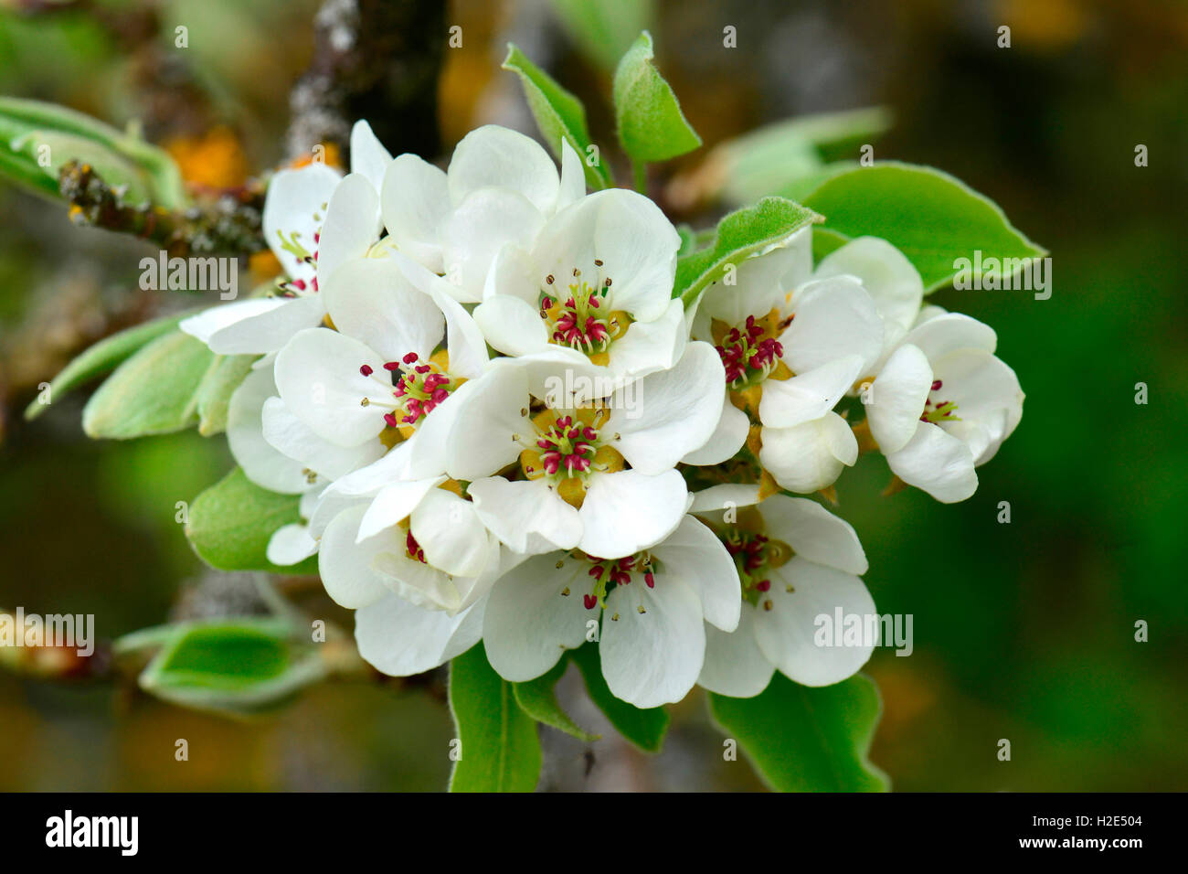 Wild Pear (Pyrus pyraster), flowering twig in spring. Germany Stock Photo