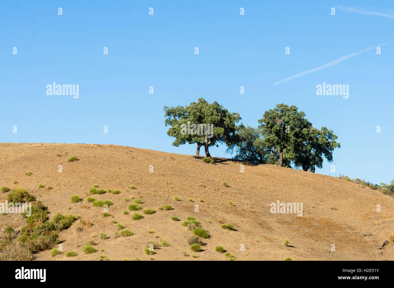 Dry spanish scrubland and farmland, landscape in southern Spain with some cork oaks, Andalusia. Stock Photo