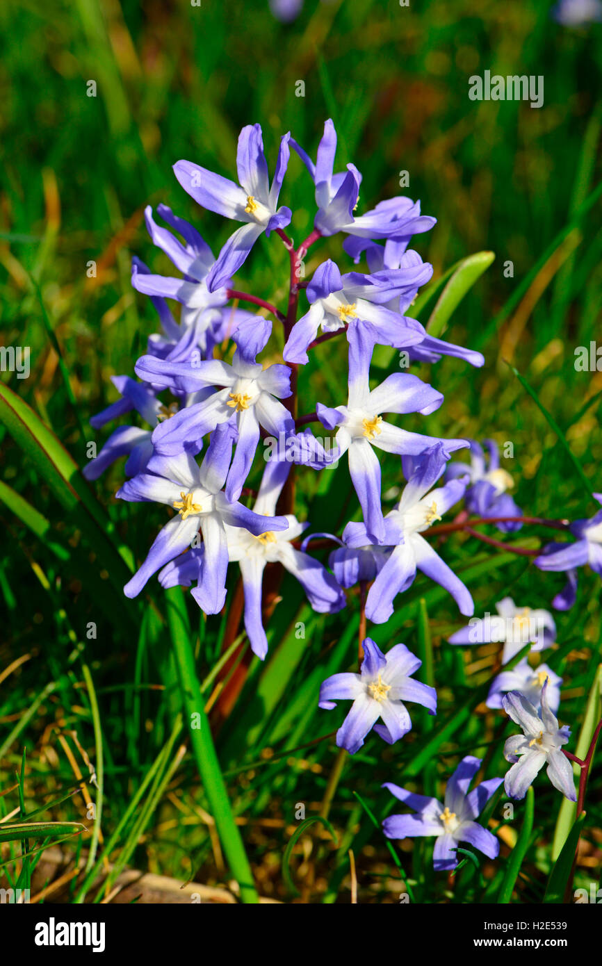 Glory of the Snow (Chionodoxa luciliae), flowering plant. Germany Stock ...