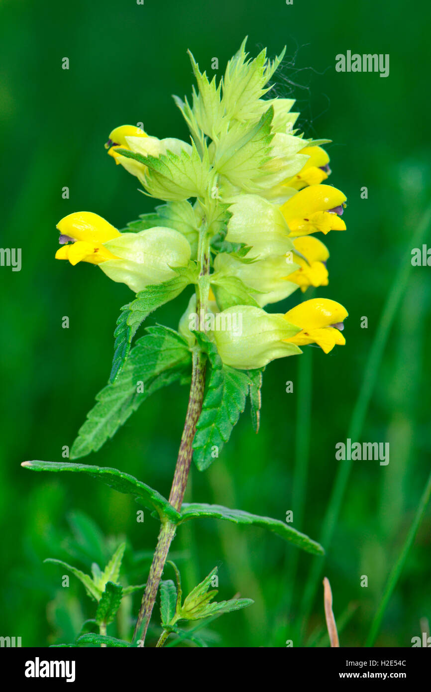 Greater Yellow-rattle (Rhinanthus angustifolius, Rhinanthus serotinus), flowering stalk. Germany Stock Photo