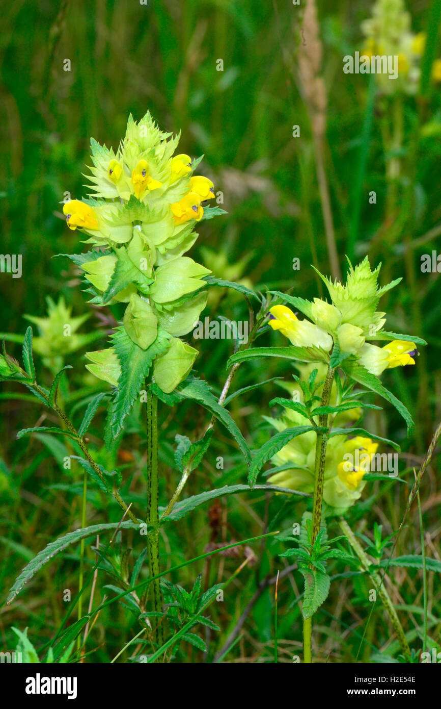 Greater Yellow-rattle (Rhinanthus angustifolius, Rhinanthus serotinus), flowering stalks. Germany Stock Photo