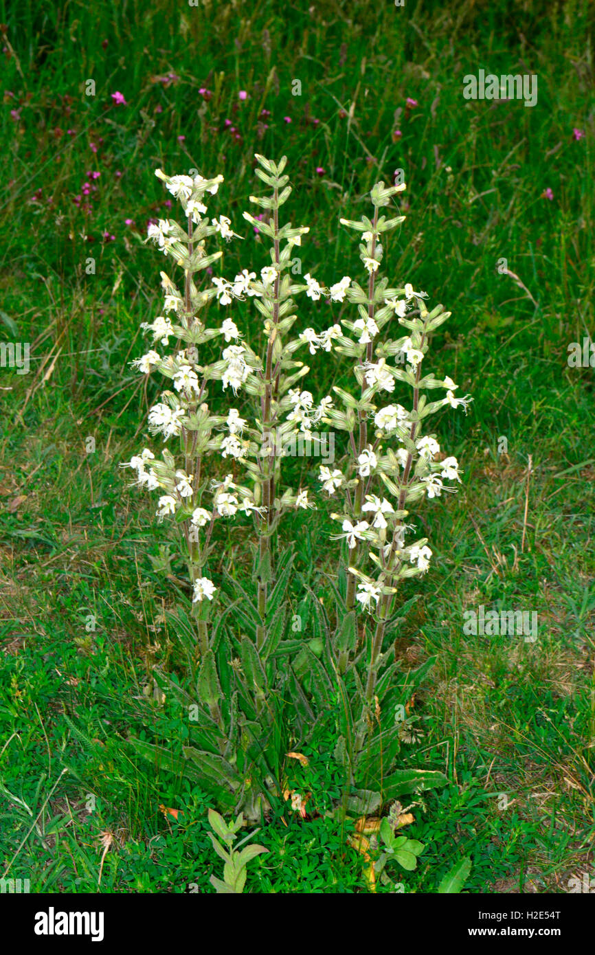 White Sticky Catchfly (Silene viscosa), flowering plant. Austria Stock Photo