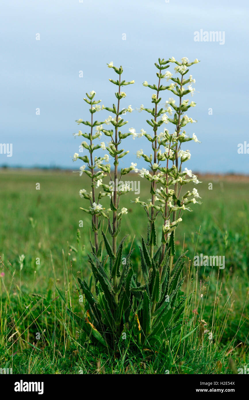 White Sticky Catchfly (Silene viscosa), flowering plant. Austria Stock Photo