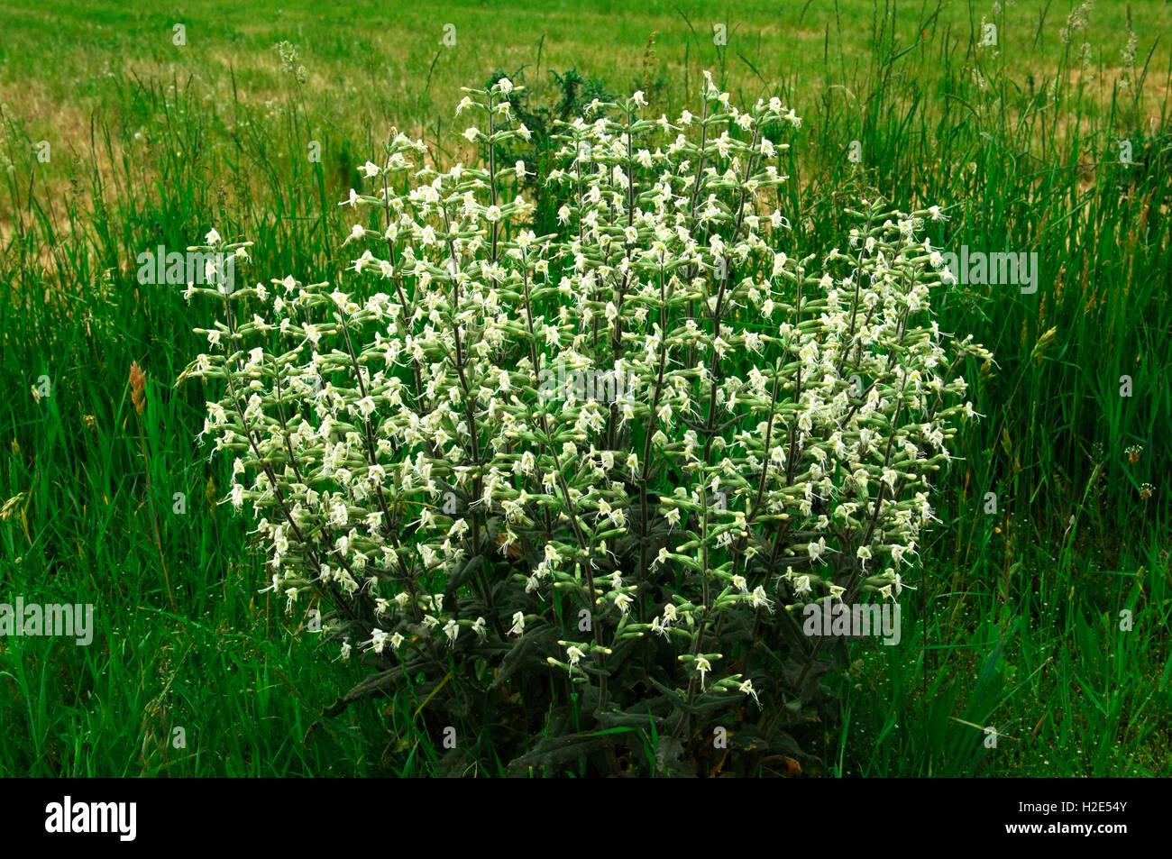 White Sticky Catchfly (Silene viscosa), flowering plants. Austria Stock Photo