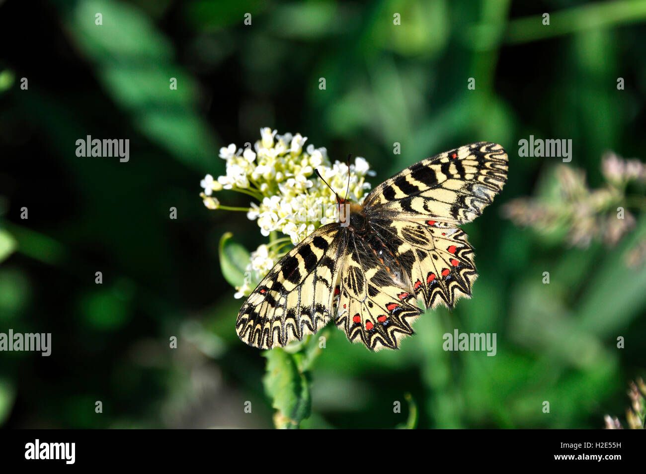 Festoon of flowers hires stock photography and images Alamy