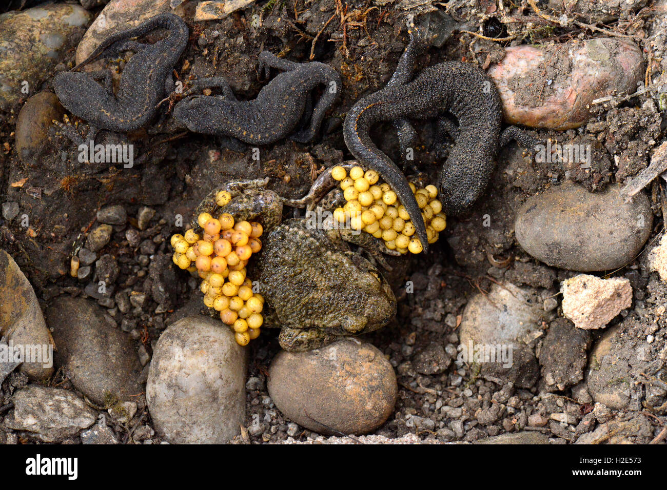 Common Midwife Toad (Alytes obstetricans). Two males carrying string of ...
