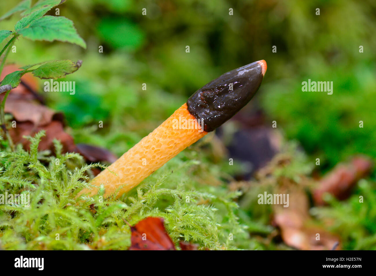 Dog Stinkhorn (Mutinus caninus), fruiting body on the forest floor ...
