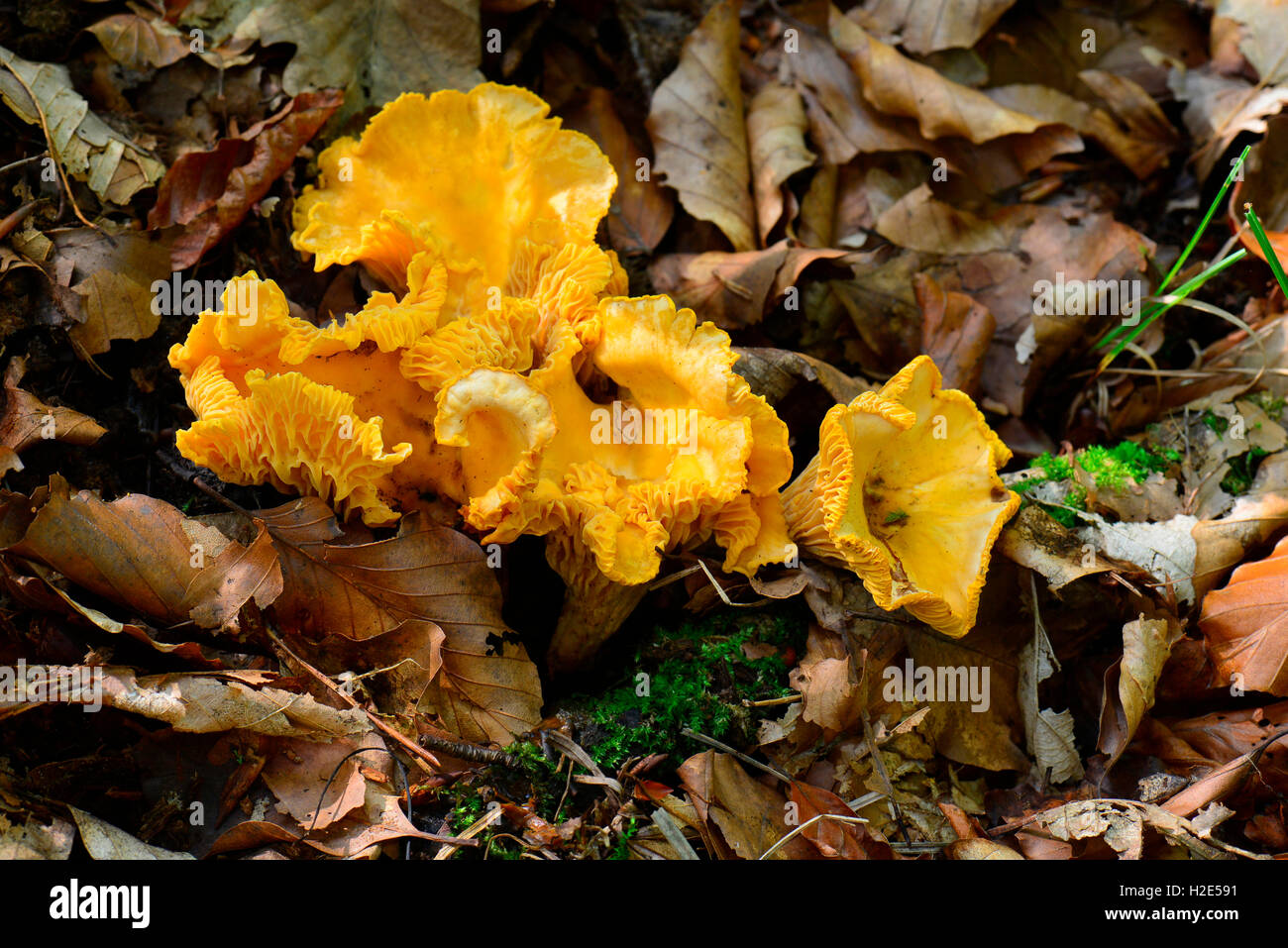 Yellow Chanterelle (Cantharellus cibarius), fruiting bodies in autumn leaves. Germany Stock Photo