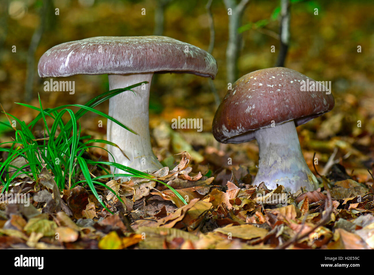 Goliath Webcap (Cortinarius praestans). Fruiting bodies on the forest floor. Germany Stock Photo