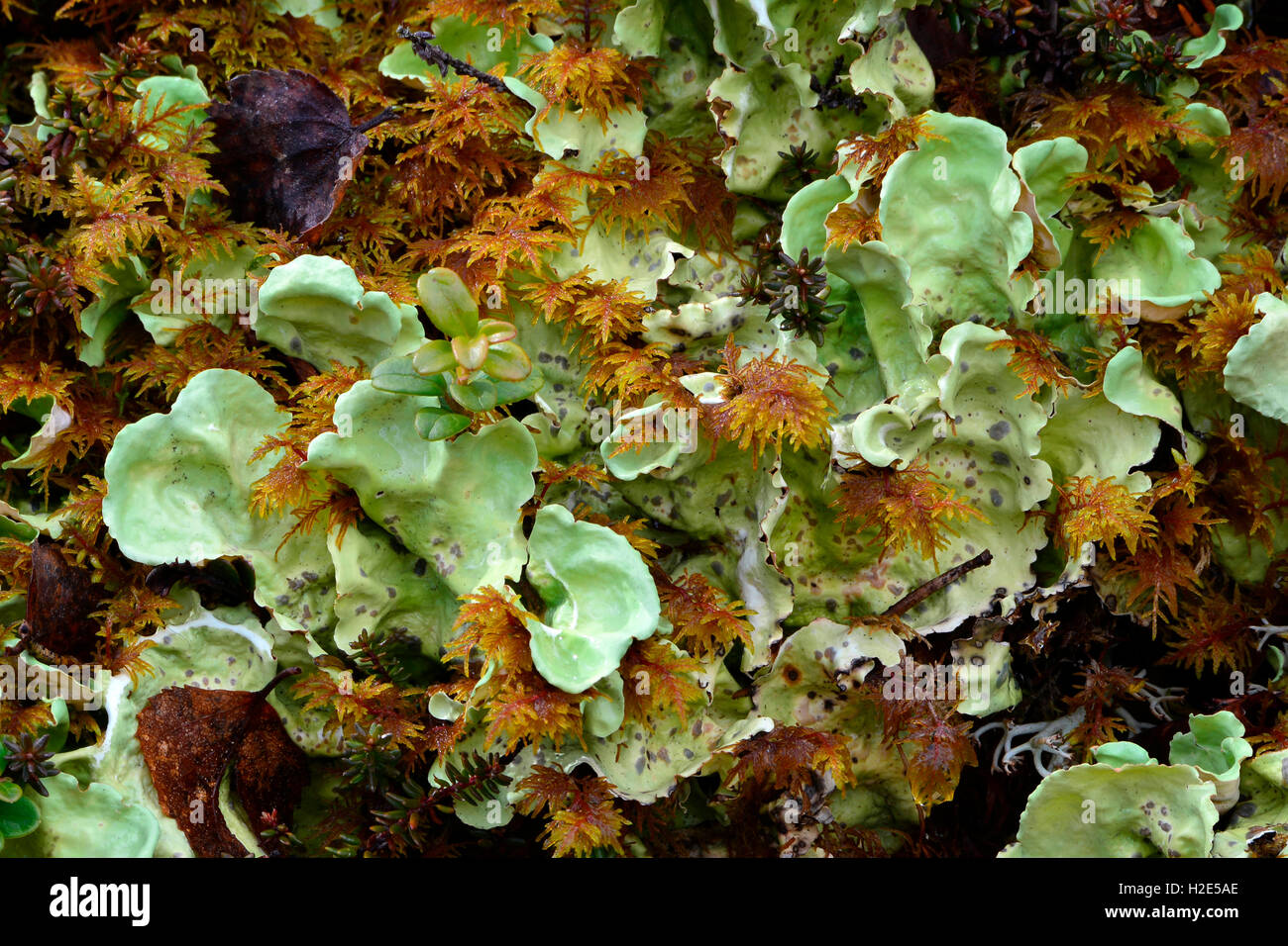 Green Dog Lichen (Peltigera aphthosa). Sweden Stock Photo